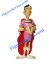 Asterix figurine le romain CAIUS SAUGRENUS